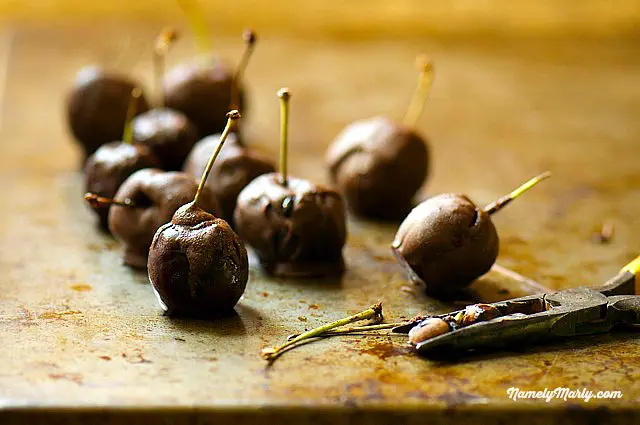 Fresh pitted cherries are dipped in chocolate siting next to pliers used to remove the pits.