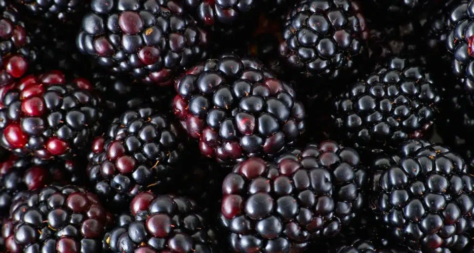 Looking down on a bunch of fresh blackberries.