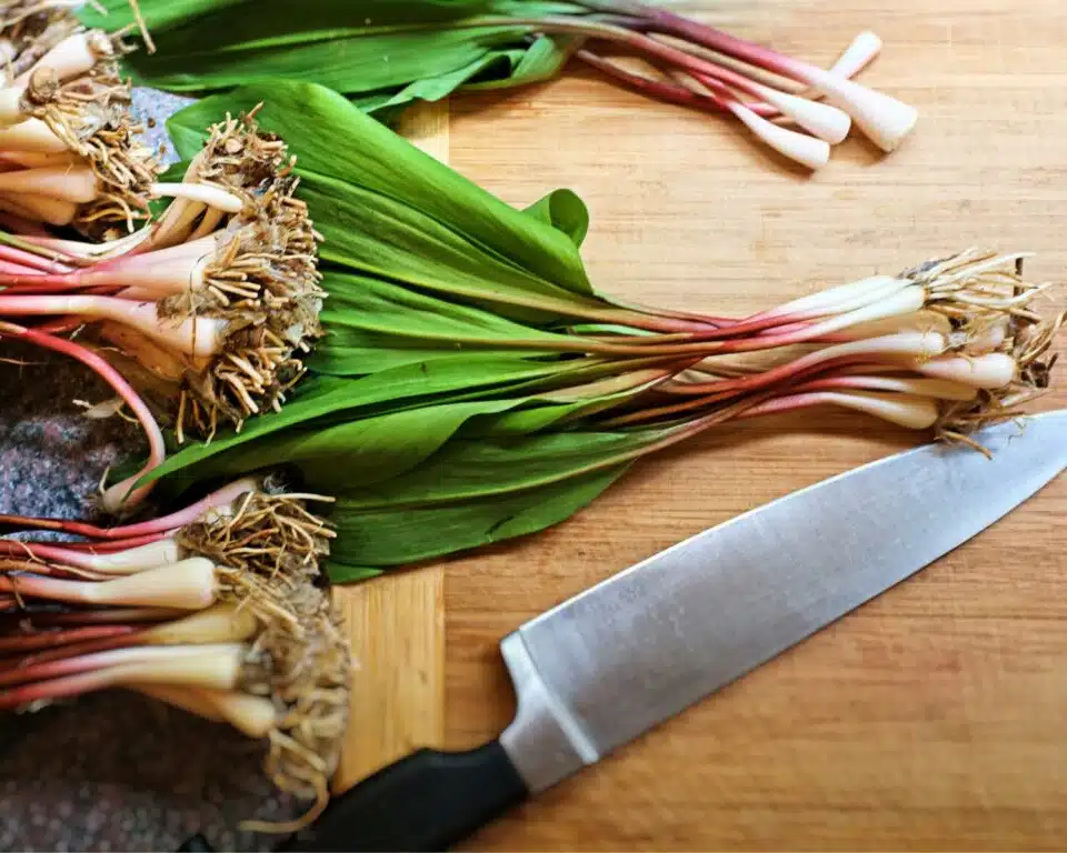 Looking down on several bunches of fresh ramps on a cutting board next to a knife.