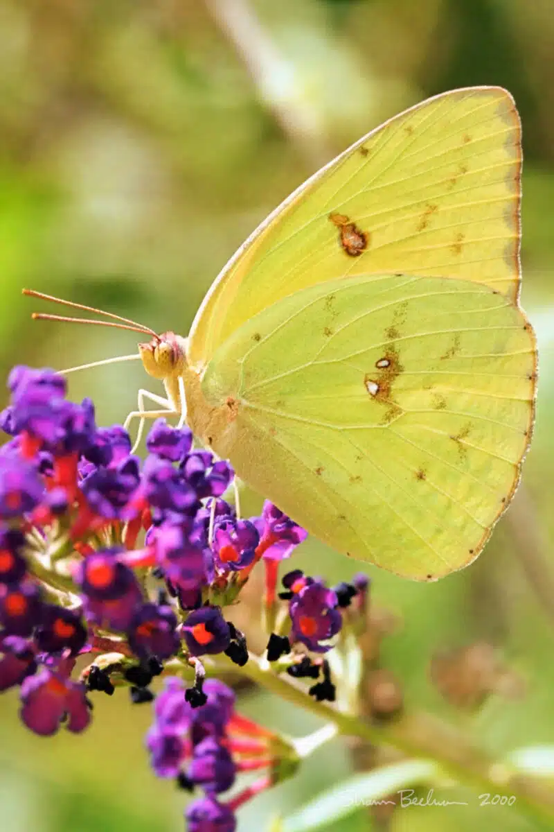 A yellow butterfly sits on purple flowers.
