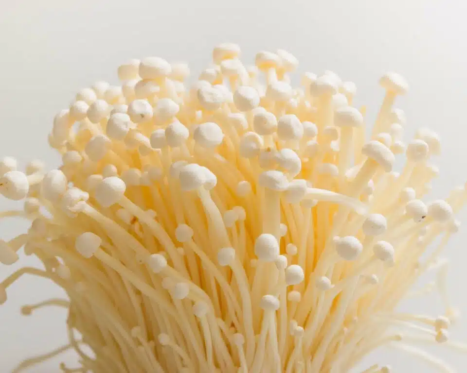 A group of white enoki mushrooms are displayed against a white background.